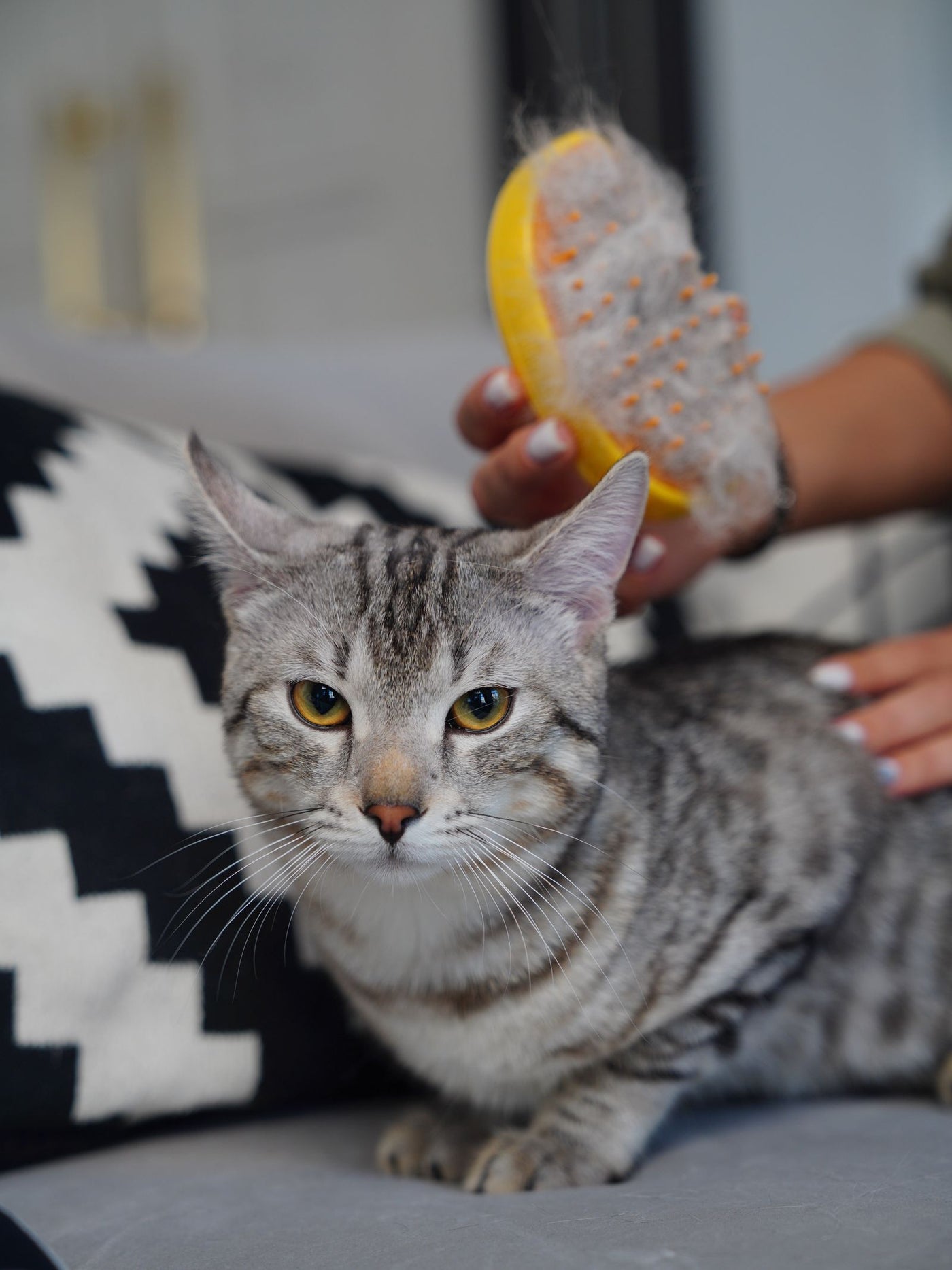 Gato atigrado en el sofá mientras una mano lo cepilla con un guante de goma lleno de pelo