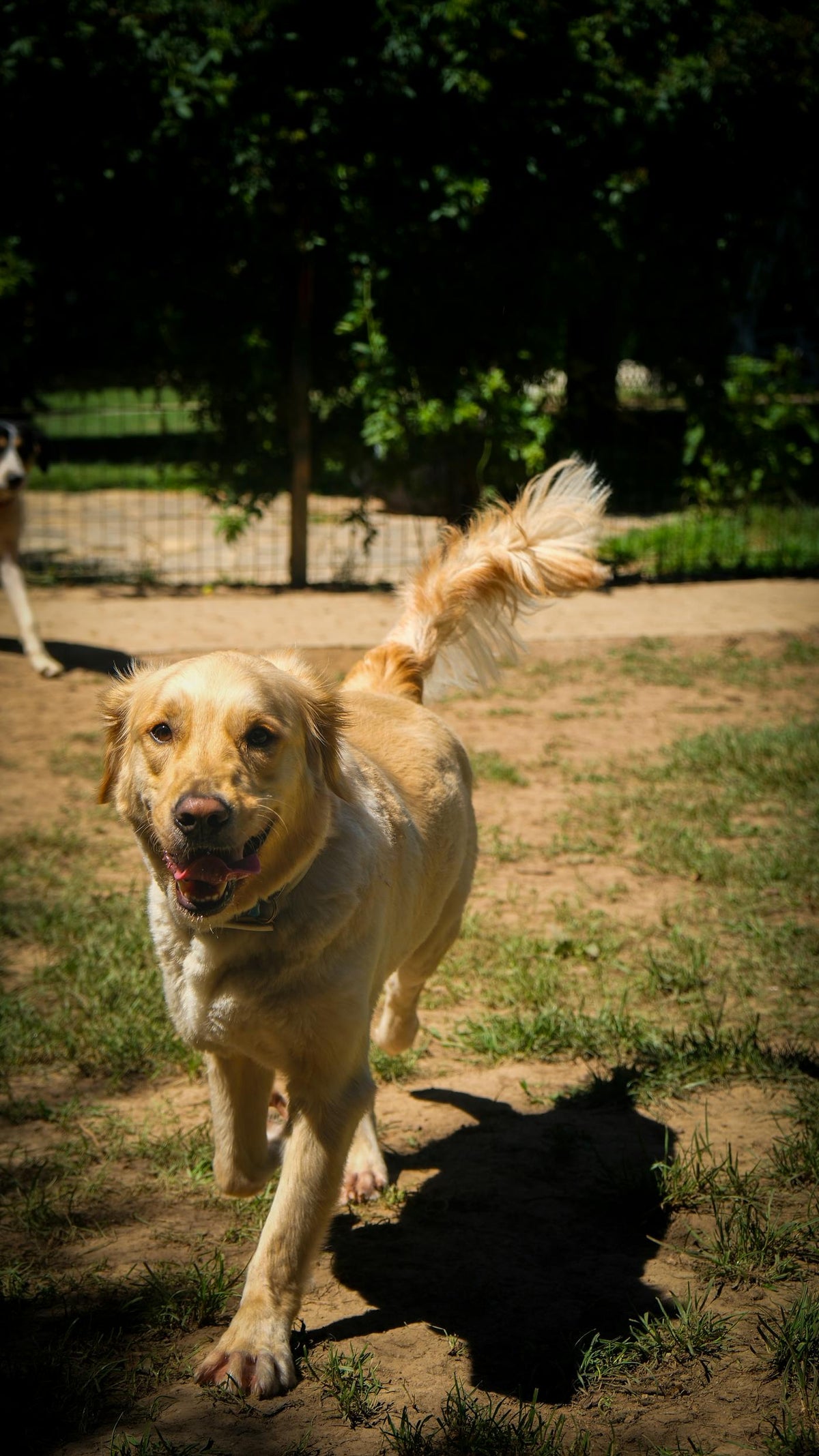 Perro descansando — Calmora, bienestar para perros y gatos