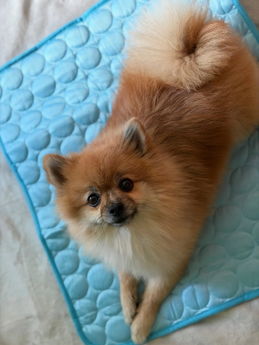 Lúa, una pomerania, tumbada sobre la Alfombrilla Fresquita Calmora azul en casa de una clienta