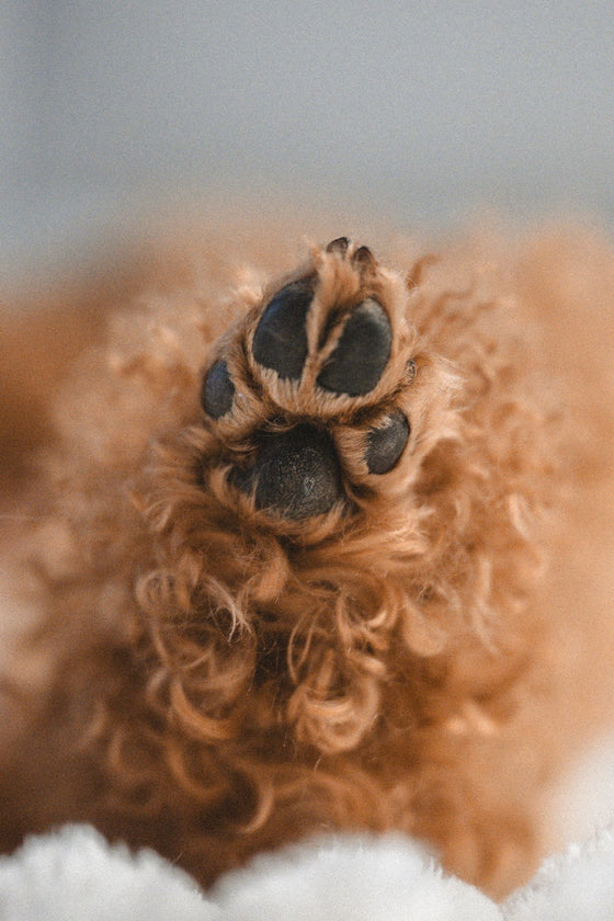 Primer plano de las almohadillas de un perro de pelo rizado
