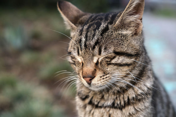 Gato atigrado al aire libre con los ojos cerrados en gesto tranquilo