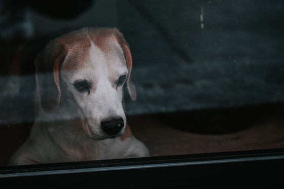 Perro asomado a la ventana esperando solo en casa