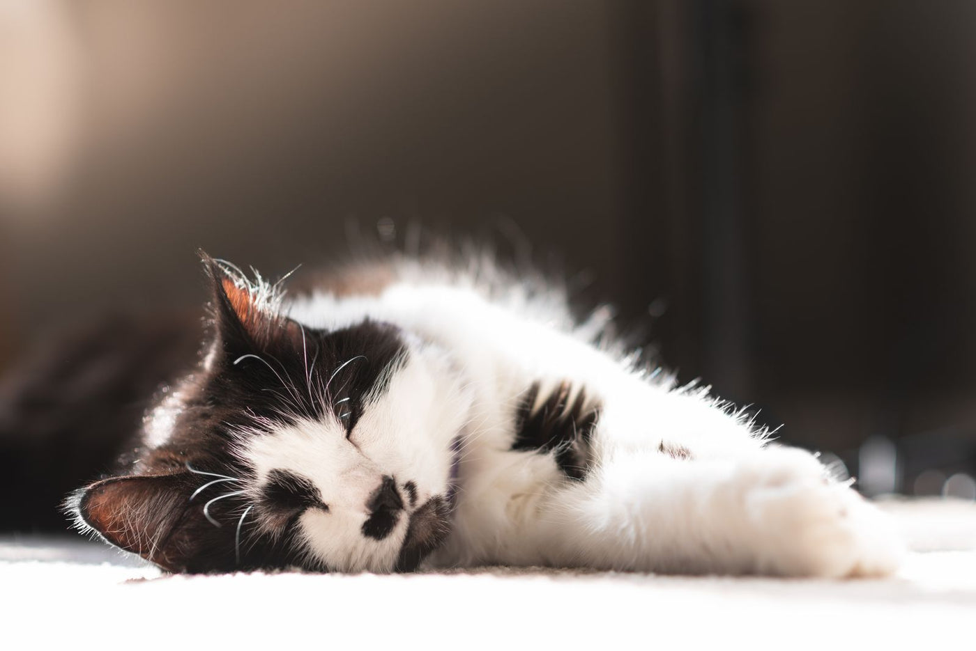 Gato blanco y negro dormido de costado en el suelo, con el flanco a la vista