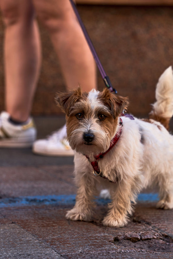 Perro paseando con correa por la acera de una calle soleada