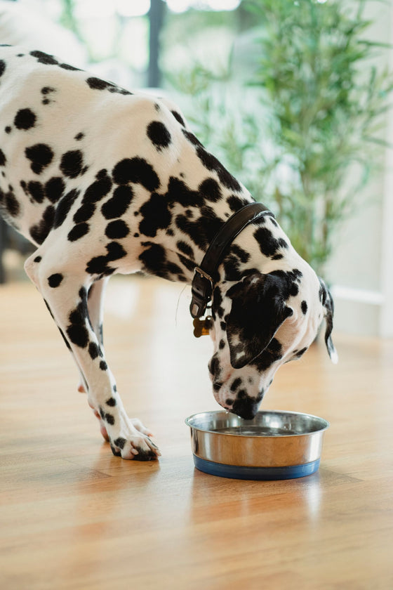 Perro dálmata bebiendo agua de un cuenco de acero en el suelo de casa