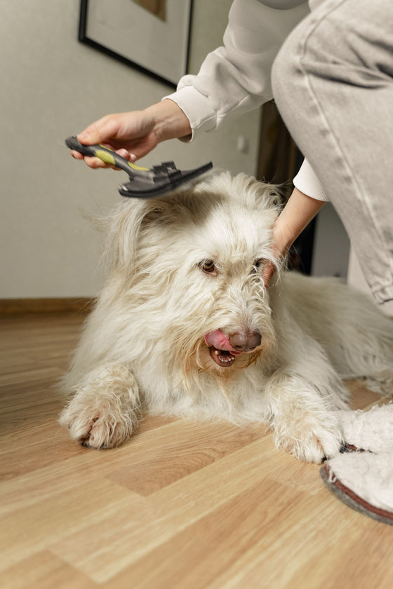 Perro de pelo largo siendo cepillado en el suelo de casa durante la muda