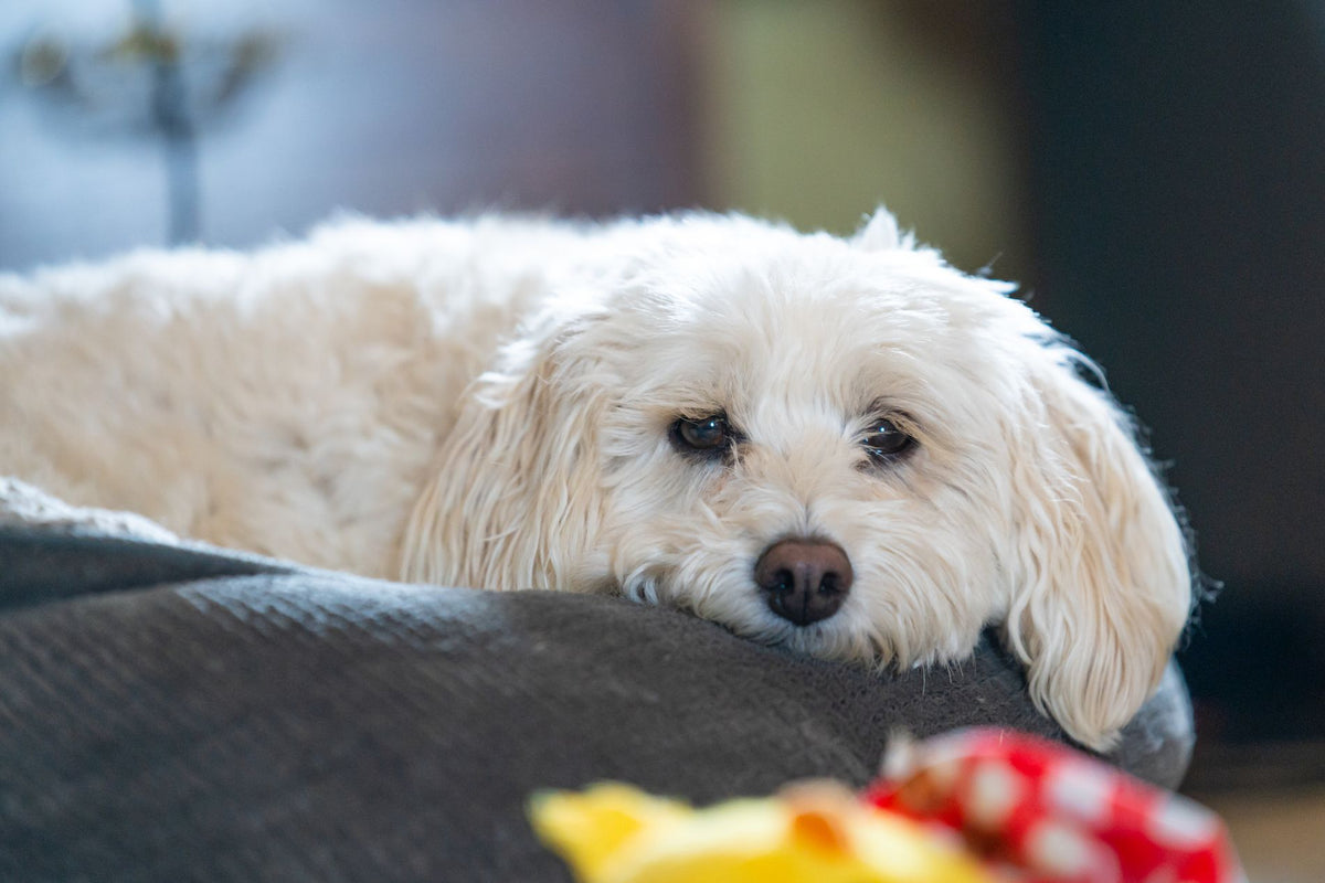 Perro blanco descansando tranquilamente en un sofá de casa