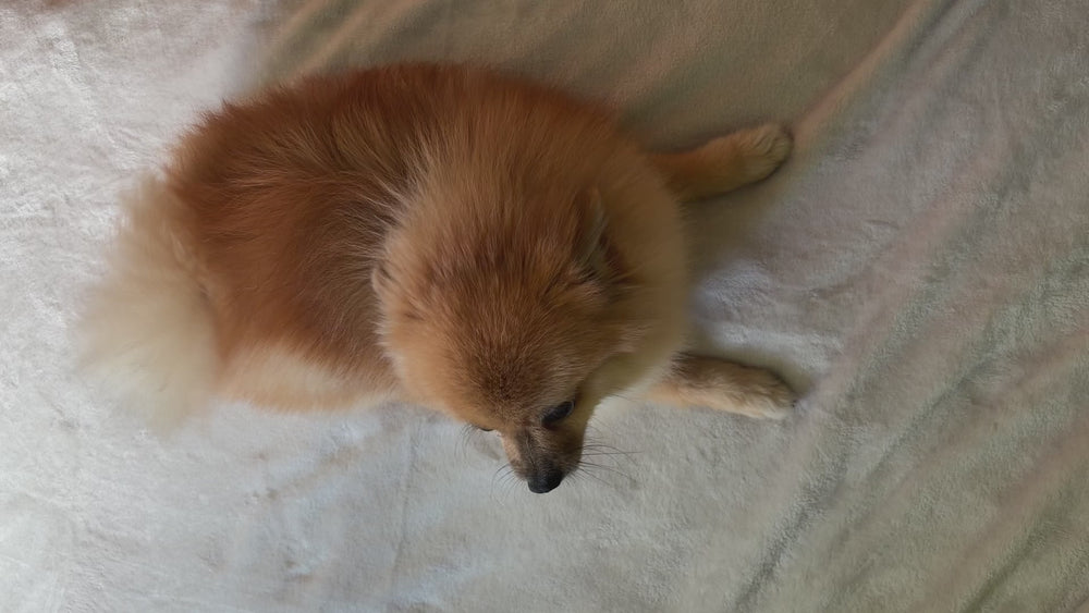 Cepillando a Lúa, una pomerania, con el Guante Quitapelos Calmora