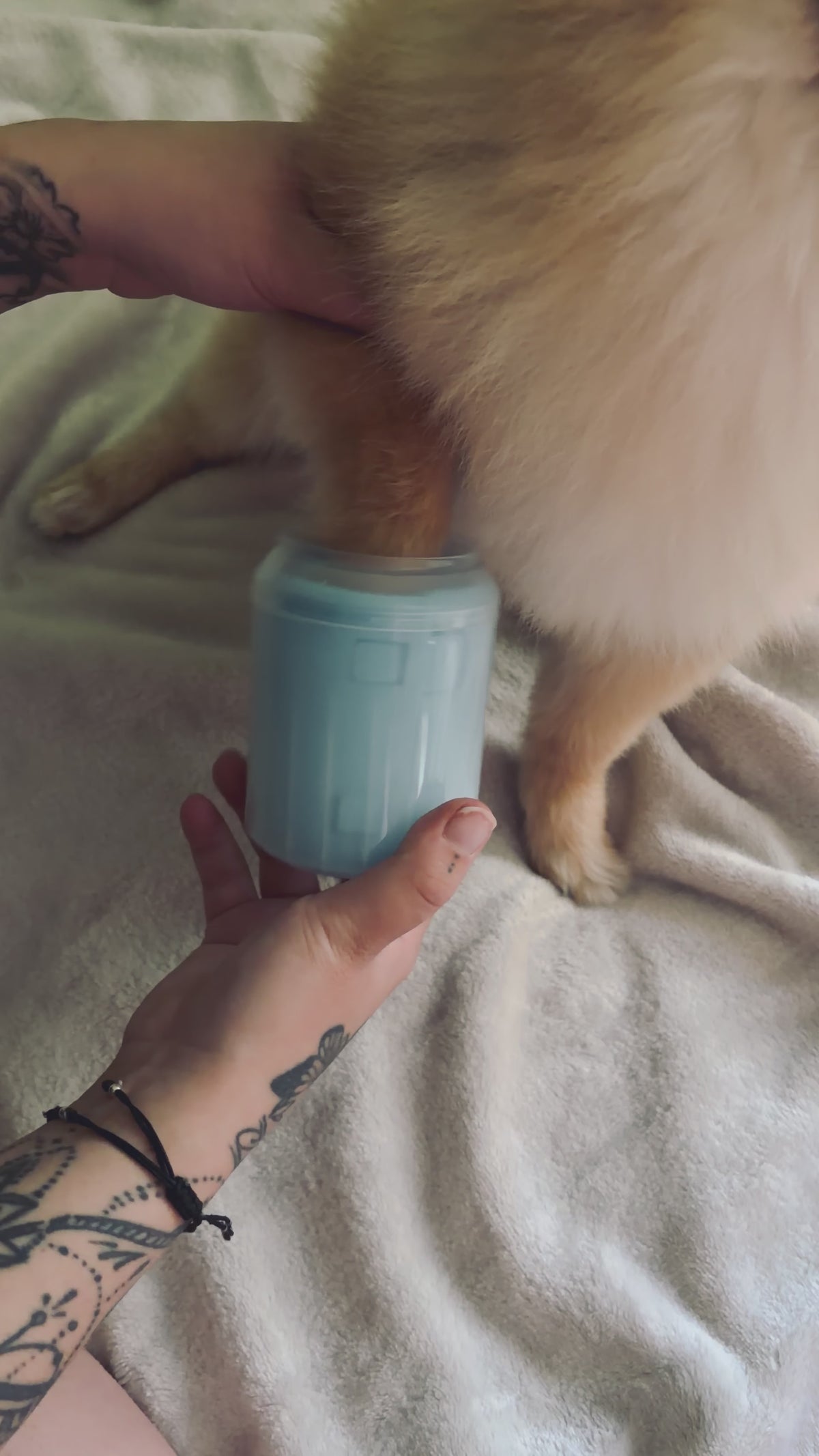 Lúa, una pomerania, metiendo la pata en el Limpiador de Patas Calmora azul sobre la cama